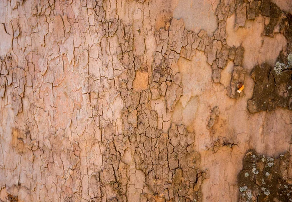Papel Parede Madeira Natural Casca Árvore Como Fundo — Fotografia de Stock