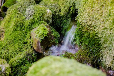 Orman deresinin kaynağını oluşturan kaynak suyu, içme suyu.