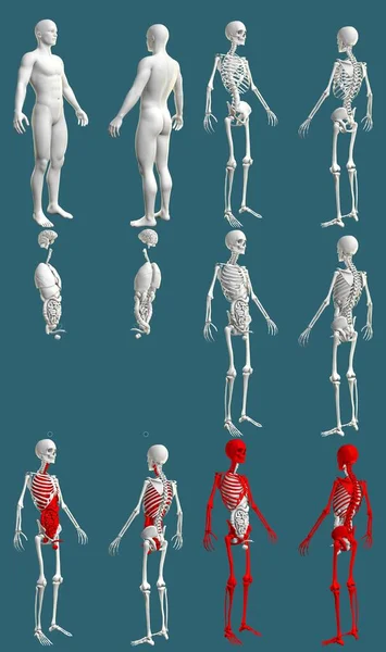 12の高解像度レンダリング1 骨格と臓器を持つ人間の体 解剖学的な色の検査の概念 創造的な医療3Dイラストは青で隔離 — ストック写真