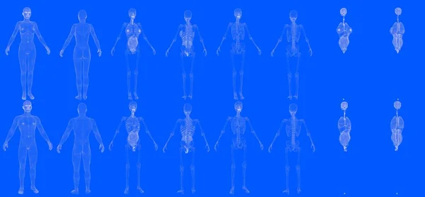骨格と内臓が分離された男性と女性の身体の16ホログラムメッシュレンダリングのセット デジタルハイレゾ医療3Dイラスト青写真スタイル — ストック写真