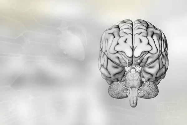 Medyczna Ilustracja Ludzki Mózg Koncepcja Analizy Neurologicznej Bardzo Szczegółowe Współczesne — Zdjęcie stockowe