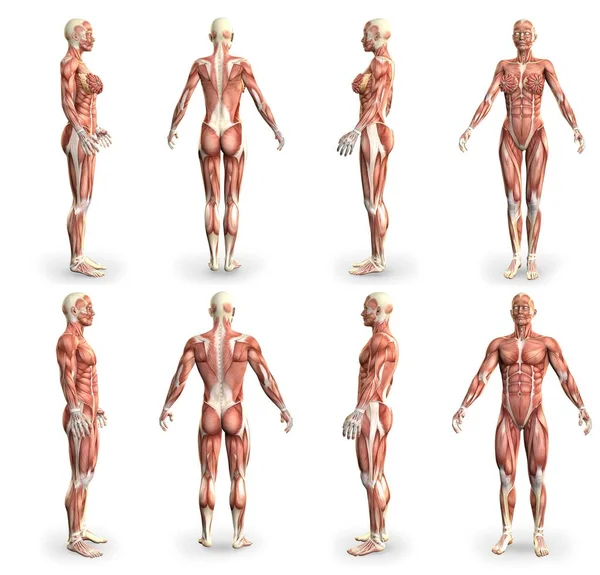 男性と女性の身体をマッスルマップで8枚のハイレゾ画像 科学の解剖学的検査の概念 白で隔離されたCg医療3Dイラスト — ストック写真