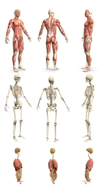 Hoge Resolutie Renders Mans Lichaam Met Spierkaart Skelet Organen Fysiologie — Stockfoto