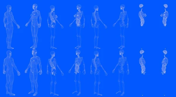 一套16个X射线线框 分别为男性和女性的骨骼和内脏器官绘制 以蓝图风格制作的Cg高分辨率医学3D图像 — 图库照片