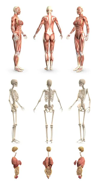 Res Vykresluje Ženské Tělo Svalovou Mapou Kostry Orgány Fyziologie Koncept — Stock fotografie