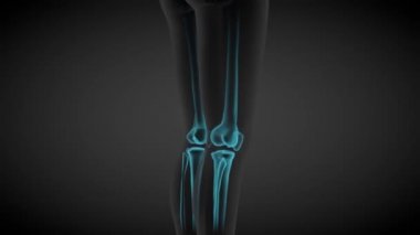 2 3 boyutlu kusursuz döngü animasyonları 1, kadın vücudu dönüyor - iskelet kemiklerinin x-ray taraması ve çeşitli iç organlar, tıp illüstrasyonu - 4K 60fps UHD 