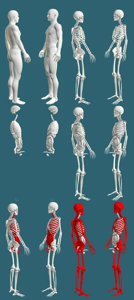 Männlicher Körper Mit Skelett Und Inneren Organen Farbiges Physiologisches Konzept — Stockfoto