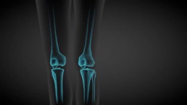 2 3 boyutlu kusursuz döngü animasyonları 1, kadın vücudu dönüyor - iskelet kemiklerinin x-ray taraması ve çeşitli iç organlar, insan vücudu çizimi - 4K 60fps UHD 