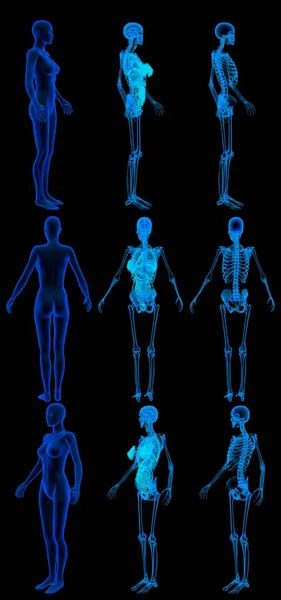 9 detailed x-ray renders in 1 image, woman body with skeleton and organs - hospital colored study concept - cg medical 3D illustration isolated on black