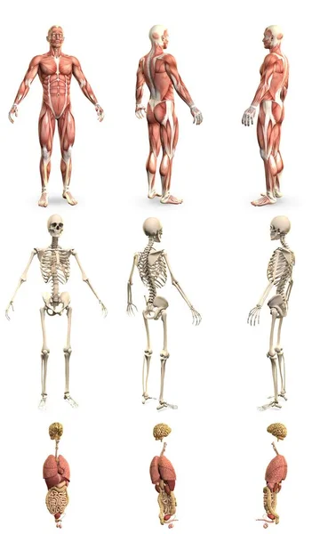 Corps Masculin Avec Squelette Organes Internes Concept Physiologie Pour Santé — Photo
