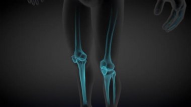 2 3 boyutlu kusursuz döngü animasyonları 1, erkek vücudu yan görünümü - iskelet kemiklerinin x-ray taraması ve çeşitli iç organlar, tıbbi eğitim illüstrasyonu - 4K 60fps UHD 