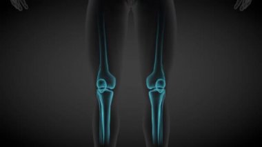 2 3 boyutlu kusursuz döngü animasyonları 1, erkek vücut ön görünümü - iskelet kemikleri ve çeşitli iç organların x-ray taraması, tıp illüstrasyonu - 4K 60fps UHD 