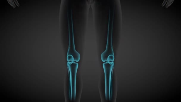 Безшовні Циклічні Анімації Чоловіче Тіло Спереду Рентгенівське Сканування Кісток Скелета — стокове відео