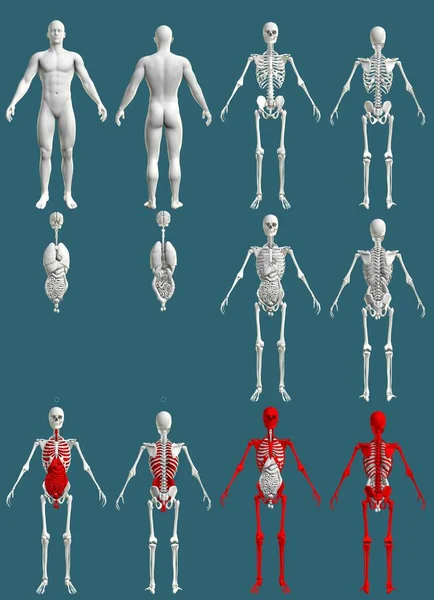 12の高解像度は1でレンダリングされ 骨格と臓器を持つ人間の体 病院の色の研究コンセプト 青で隔離されたデジタル医療3Dイラスト — ストック写真