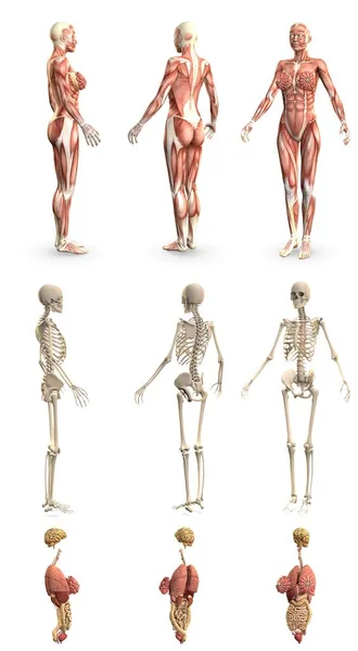 Vrouwelijk Lichaam Met Skelet Inwendige Organen Anatomie Concept Voor Gezondheidszorg — Stockfoto