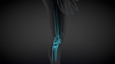 2 3 boyutlu kusursuz döngü animasyonları 1 'de, kadın vücudu dönüyor - iskelet kemiklerinin x-ray taraması ve çeşitli iç organlar, tıbbi eğitim illüstrasyonu - 4K 60fps UHD 