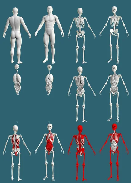 Iskelet Organlara Sahip Erkek Vücudu Anatomik Renkli Inceleme Konsepti Mavi — Stok fotoğraf