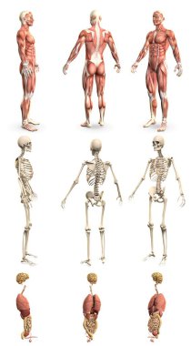 1 'de 9 yüksek detaylı çizim, kas haritası, iskelet ve organlara sahip erkek vücudu - anatomi çalışma konsepti - cg medikal 3D illüstrasyon izole edildi