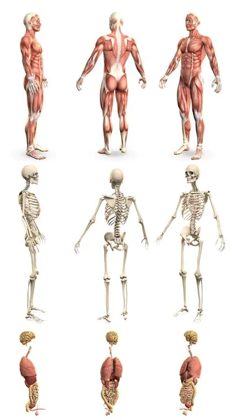 1の9つの詳細なレンダリング 筋肉地図と骨格と臓器を持つ人間の体 解剖学的研究の概念 Cg医療3Dイラスト孤立 — ストック写真