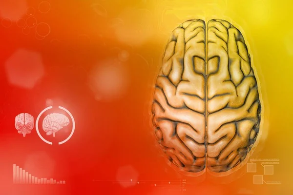 Ludzki Mózg Koncepcja Rozwoju Umysłowego Bardzo Szczegółowe Tło Tech Medyczna — Zdjęcie stockowe