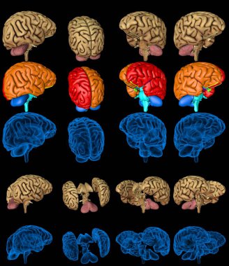 İzole edilmiş beyin yapılandırıcıları - bütün ve roentgen stili görüntü ve farklı renkli fonksiyonel bölgeler, anatomi konsepti - yaratıcı 100 MPX medikal 3D illüstrasyon