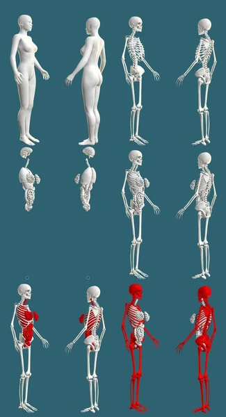1の12の詳細なレンダリング 骨格と臓器を持つ女性の体 生理学的検査の概念 デジタル医療3Dイラスト孤立 — ストック写真