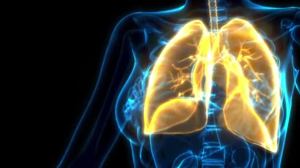 Pulmones Humanos Amarillos Imagen Rayos Cuidado Salud Animación — Vídeo de stock