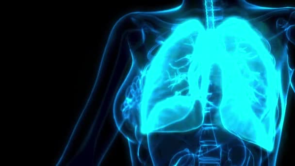 Pulmones Imagen Rayos Animación Médica — Vídeo de stock