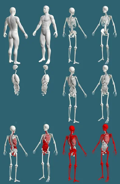 12で1 骨格と内臓を持つ男性の体 医学のための色の生理学的概念 Res Medical 3Dイラスト分離 — ストック写真