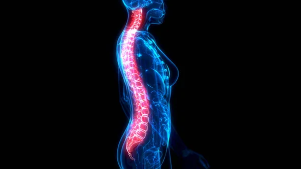 Medical Illustration Spine Xray Organism — Stock Photo, Image