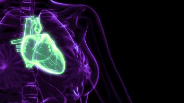 Gezondheidszorg Animatie Menselijk Hart Pijn Xray View — Stockvideo