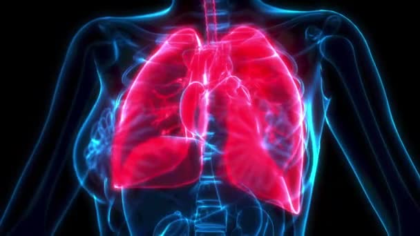 Dolor Pulmonar Exploración Por Rayos Medicina Animación — Vídeos de Stock