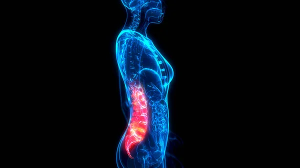 Medical Illustration Lumbar Bottom Zone Backbone Ray Human Body — Stock Photo, Image