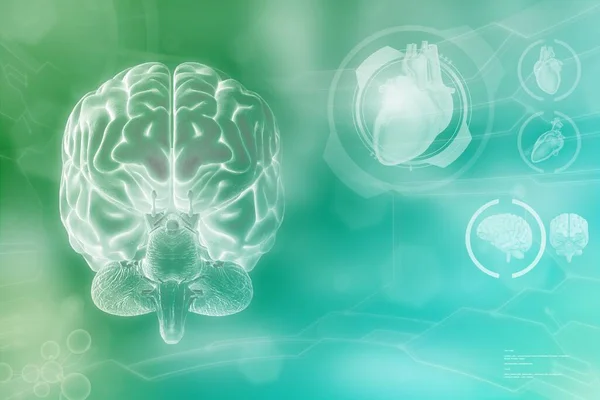 Ilustración Médica Cerebro Humano Concepto Estudio Redes Neuronales Textura Alta — Foto de Stock