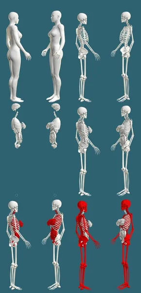 12個のハイレンズが1でレンダリングされ 骨格と臓器を持つ女性の体 生理学的検査の概念 デジタル医療3Dイラストが分離 — ストック写真