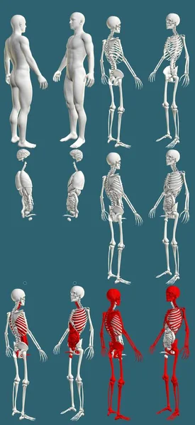 Männlicher Körper Mit Skelett Und Inneren Organen Farbiges Anatomisches Konzept — Stockfoto