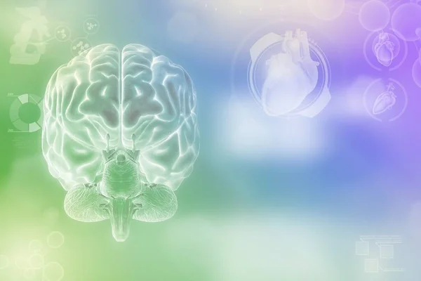 Medical 3D illustration - human brain, brain development concept - very detailed electronic background