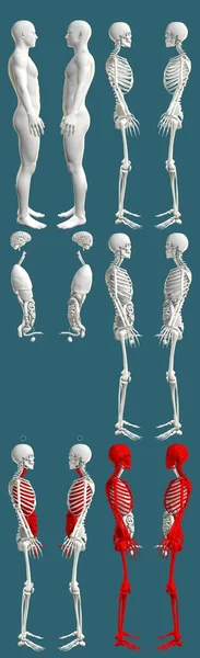Детальних Рендерингів Чоловіче Тіло Скелетом Органами Травматологія Кольорова Концепція Дослідження — стокове фото