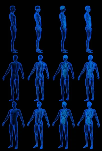 12 x-ray hologram renders of male body with skeleton and internal organs - traumatology concept for science - digital detailed medical 3D illustration isolated