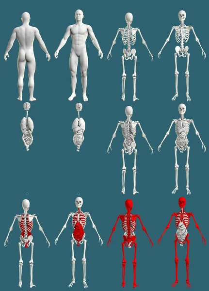 Cuerpo Masculino Con Esqueleto Órganos Internos Concepto Roentgen Coloreado Para — Foto de Stock