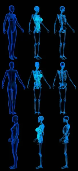 9张详细的X光影像呈现在一张图像中 女性躯体与骨骼和器官 解剖学上的彩色研究概念 在黑色上分离的创造性医学3D图像 — 图库照片