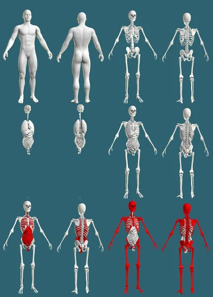 Iskelet Organlara Sahip Erkek Vücudu Anatomi Renkli Inceleme Konsepti Mavi — Stok fotoğraf