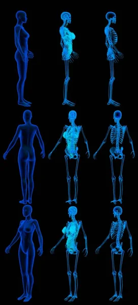 9 x-ray renders of female body with skeleton and internal organs - hospital concept for healthcare - digital high resolution medical 3D illustration isolated