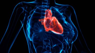 Kalp hastalığı x-ışını görüşü, cg tıp 3 boyutlu illüstrasyon