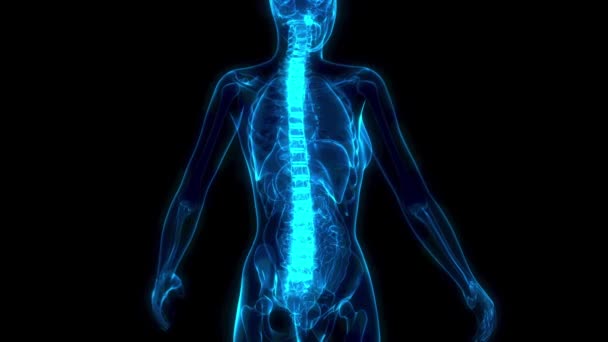 Columna Vertebral Cuerpo Rayos Cuerpo Humano Cuidado Salud Animación — Vídeo de stock