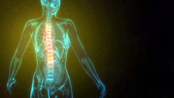 Torácico Zona Média Coluna Vertebral Corpo Raio Corpo Humano — Vídeo de Stock