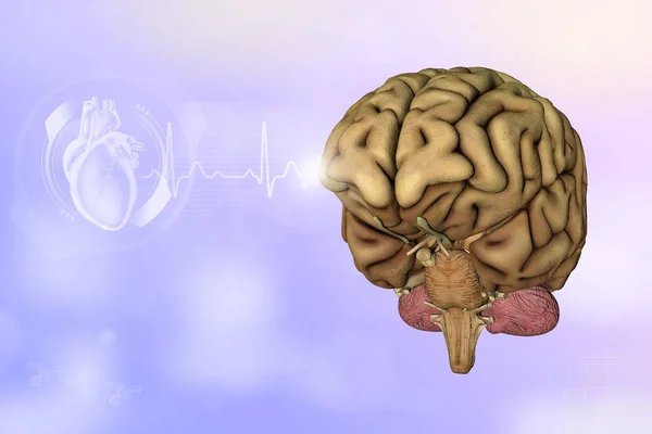 Medical 3D illustration - human brain, cerebrum discovery concept - very detailed hi-tech texture or background
