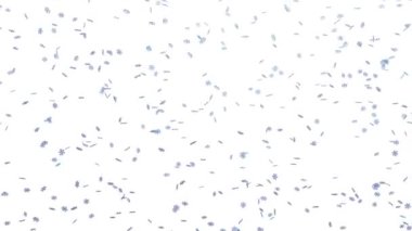 Küçük kar taneleri izole olur - hava tahmini, arkaplan dijital 3D video