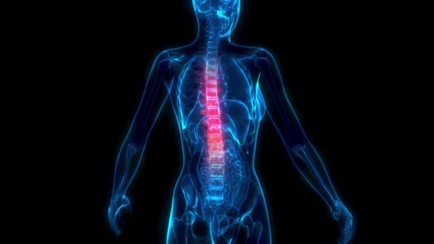 Torácico Zona Média Coluna Vertebral Humana Corpo Raios Corpo Humano — Vídeo de Stock