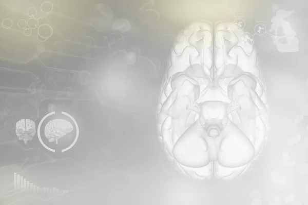 Human brain, brain research concept - detailed hi-tech texture, medical 3D illustration